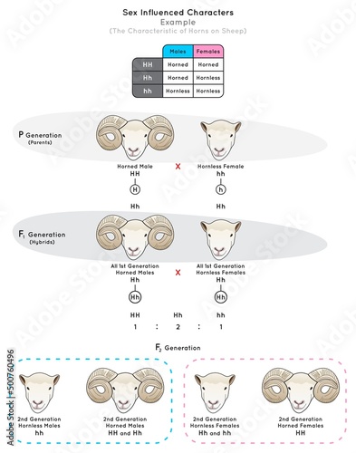 Sex Influenced Characters Infographic Diagram example characteristic sheep horns dominant trait male recessive female genotype phenotype pattern sexchromosome heredity genetic science education vector