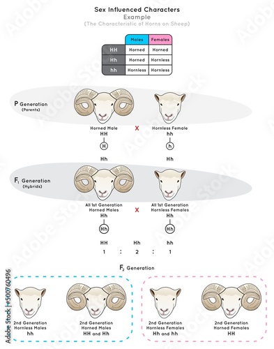 Sex Influenced Characters Infographic Diagram example characteristic sheep horns dominant trait male recessive female genotype phenotype pattern sexchromosome heredity genetic science education vector photo