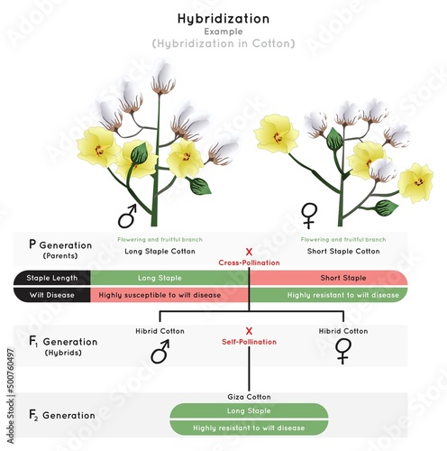 Photo Hybridization Infographic Diagram example cotton plant trait long or short stapl