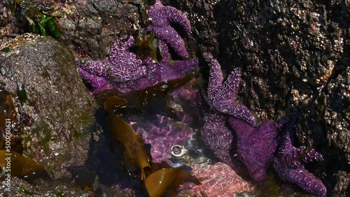 Ochre starfish (Pisaster ochraceus) also known as purple sea star at Whytecliff park, British Columbia, Canada 
 photo