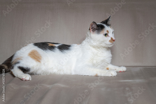 Beautiful white cat with dark spots in a home studio.