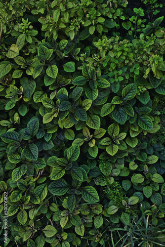 Fresh Natural background of great foliage. Vertical gardens.