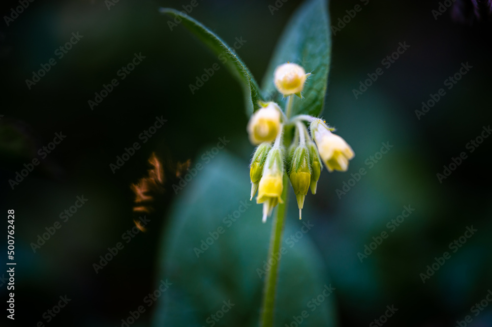 colorful flower macro with blurred background in a garden in spring colorful flower macro with blurred background in a garden in spring