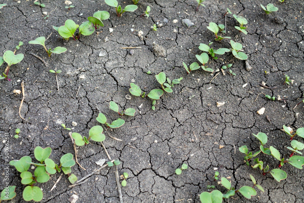 Young radish sprouts grow in a farmer's garden bed. Growing organic vegetables. Problems of drying out and cracking of the soil in the beds. Photo of the beginning of the garden season with the first Young radish sprouts grow in a farmer's garden bed. Growing organic vegetables. Problems of drying out and cracking of the soil in the beds. Photo of the beginning of the garden season with the first
