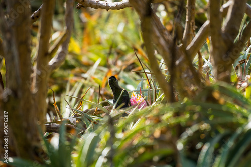 colibri