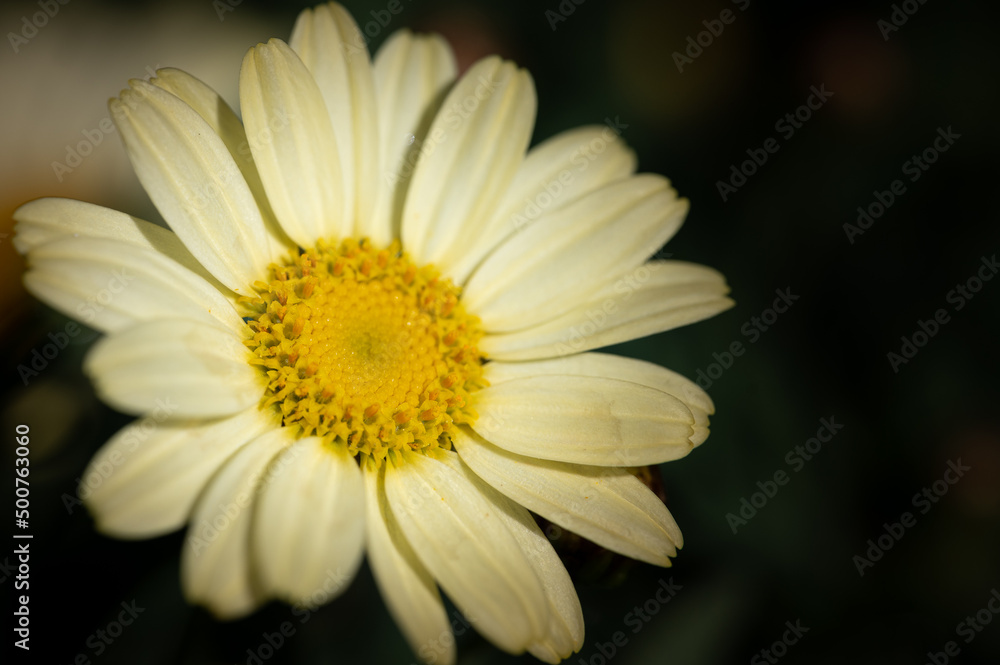 colorful flower macro with blurred background in a garden in spring colorful flower macro with blurred background in a garden in spring