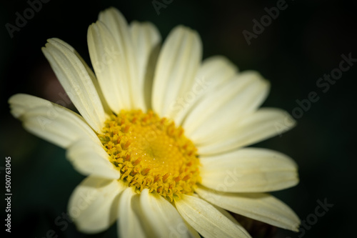 colorful flower macro with blurred background in a garden in spring