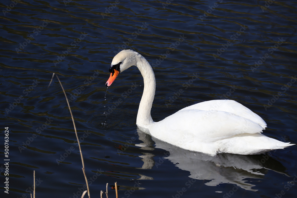 Naklejka premium Swan on the lake in Copenhagen in sunny weather