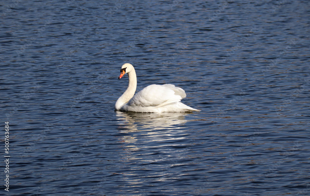 Swan on the lake in Copenhagen in sunny weather