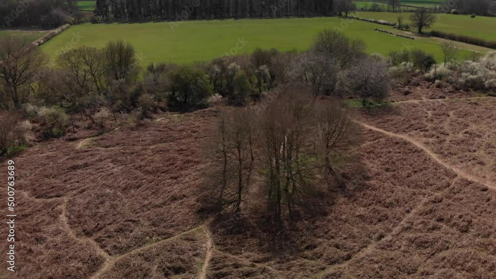 flying round a stand of bare trees in Spring with brown bracken flying round a stand of bare trees in Spring with brown bracken