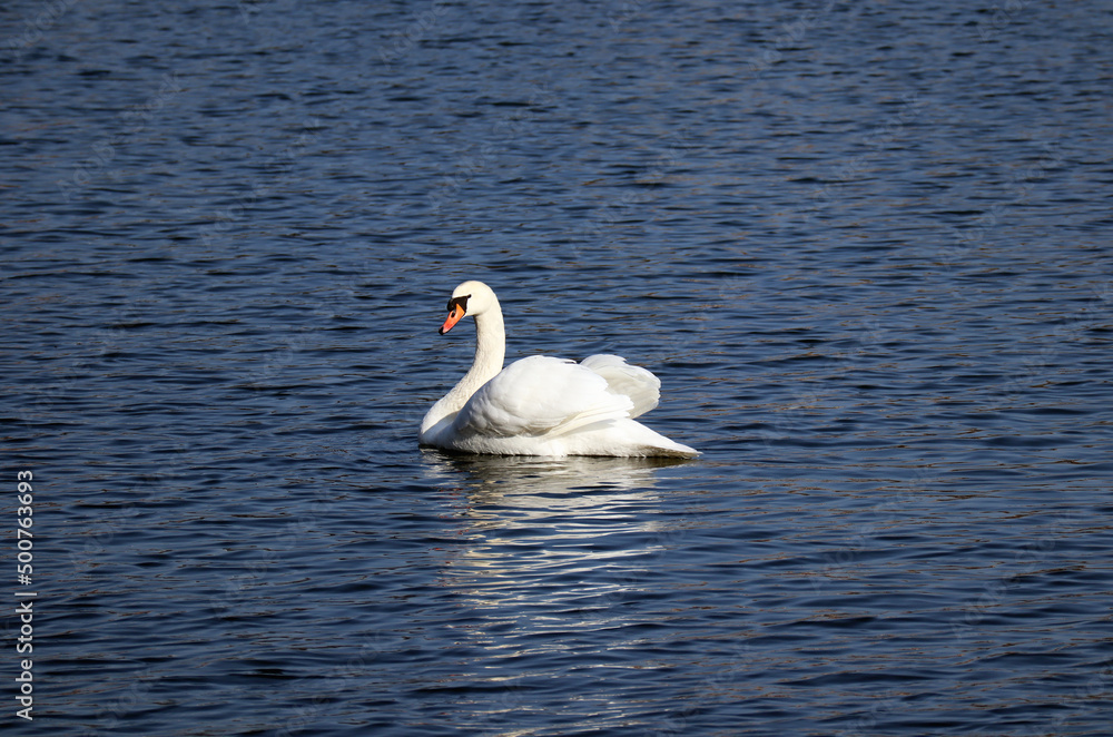 Swan on the lake in Copenhagen in sunny weather Swan on the lake in Copenhagen in sunny weather