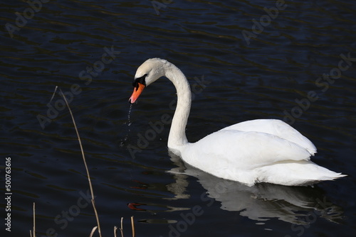 Swan on the lake in Copenhagen in sunny weather