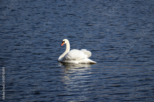 Swan on the lake in Copenhagen in sunny weather