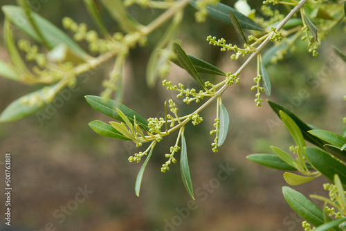 Detail of arbequina olive branch beginning to bloom. © Almost Green Studio