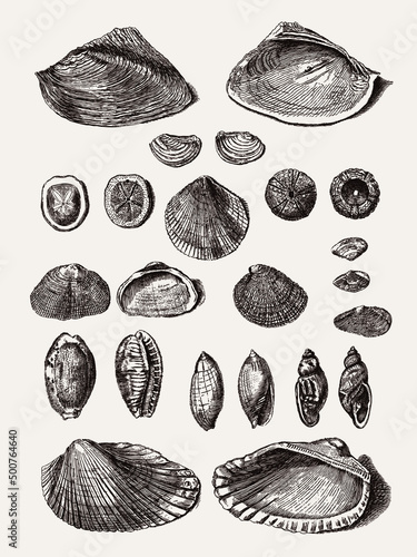 Fotótapéta Group of different clam and sea snail shells in a row, after antique engraving f