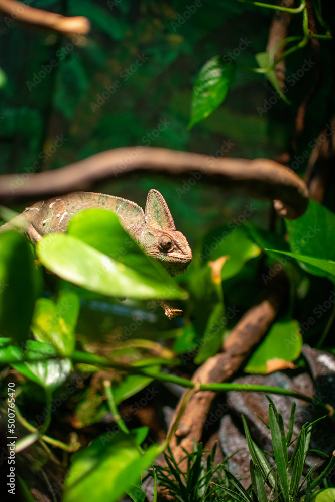 Obraz premium lizard on a tree