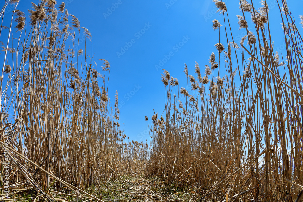 Obraz premium yellow reeds near lake and blue sky