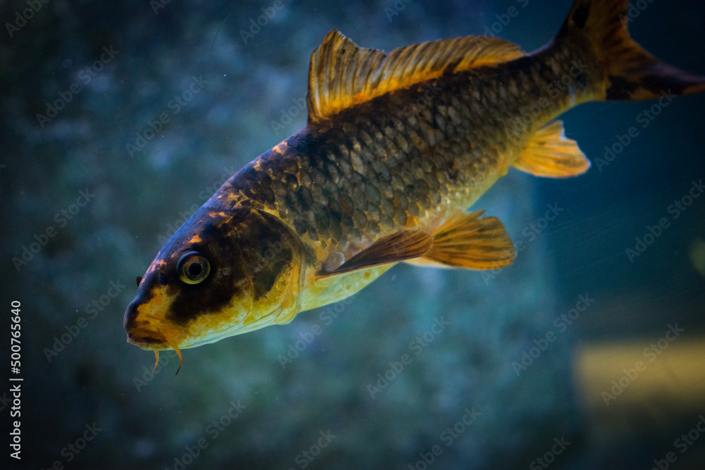 fish in aquarium fish in aquarium