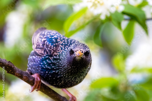 a European Starling looking into the camera