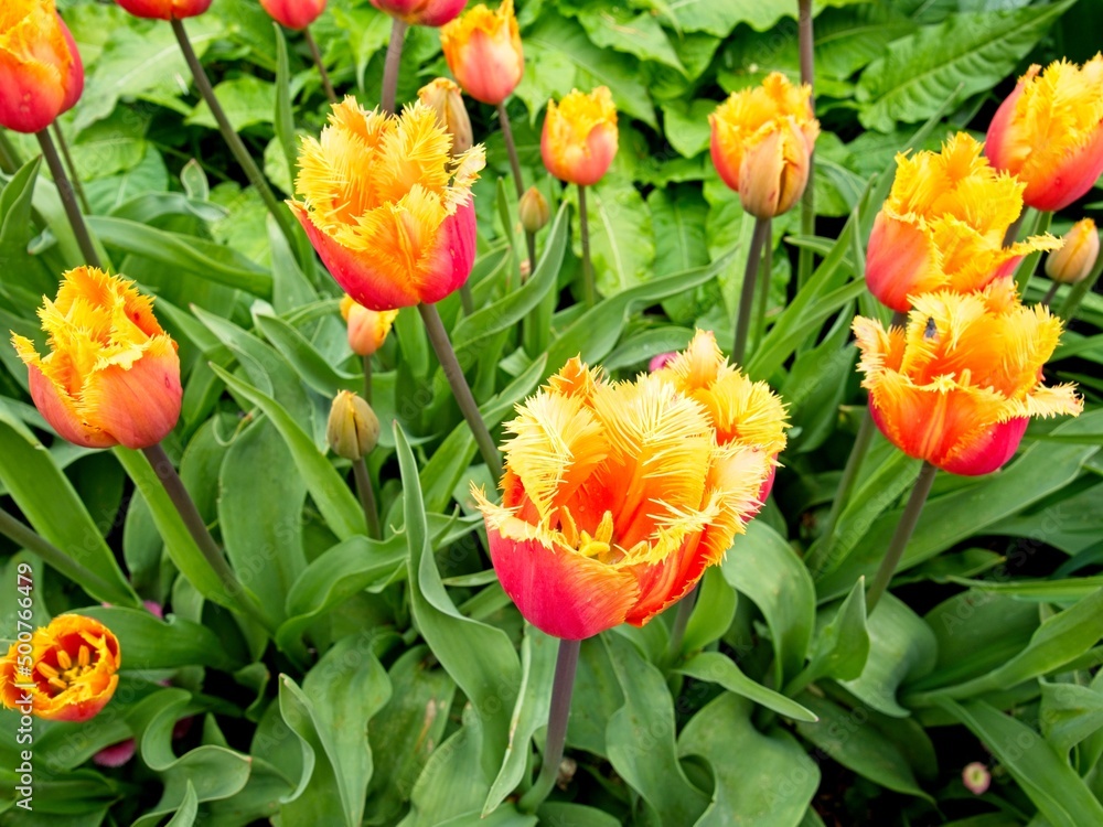 Red and yellow tulips on the flowerbed Red and yellow tulips on the flowerbed