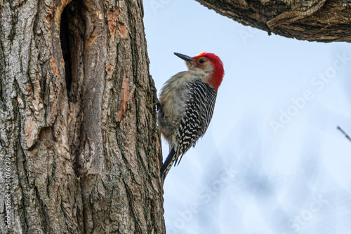 woodpecker on a tree