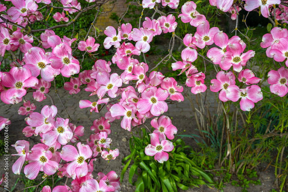 Pink flowers on a dogwood tree in the botanical garden Karlsruhe. Germany, Baden Wuerttemberg, Europe Pink flowers on a dogwood tree in the botanical garden Karlsruhe. Germany, Baden Wuerttemberg, Europe