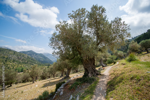 Olivenbaum im Tal von Orient, Mallorca