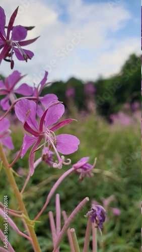 flowers on a meadow