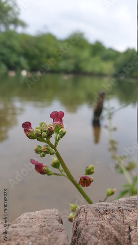 red rose on the lake