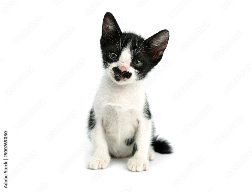 little kitten sitting down  and looking at camera on a white backgroun. birthmark in mouth