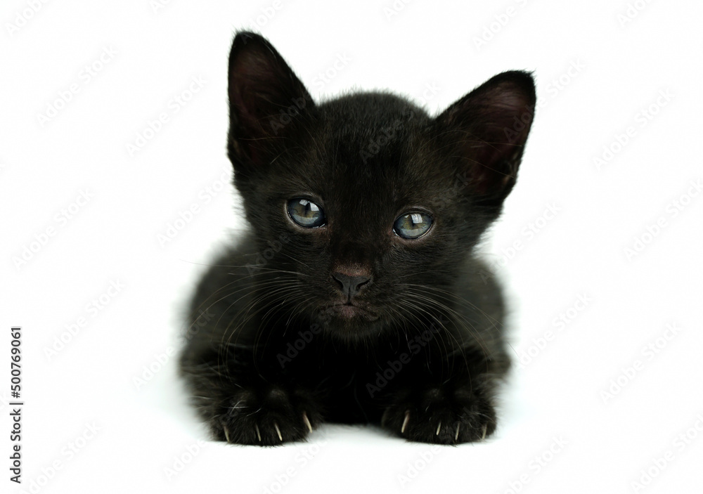 Black little kitten sitting down  and looking at camera on a white backgroun. Black cat.