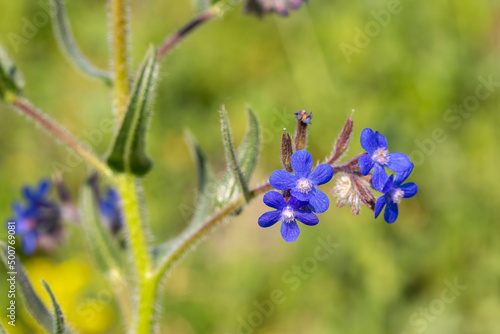 Wild flower  Scientific name  anchusa italica