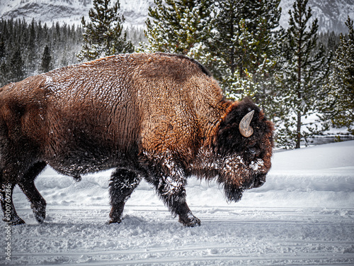 Fotótapéta Yellowstone Bison