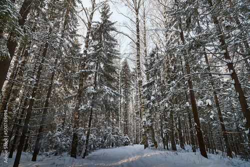 Fototapeta Naklejka Na Ścianę i Meble -  Forest covered with white snow on a cold winter day