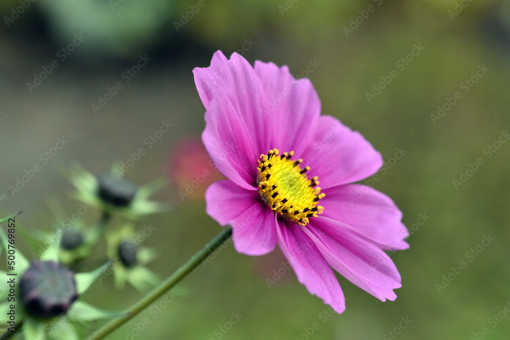 Obraz premium Rosa Blüte einer Kosmee