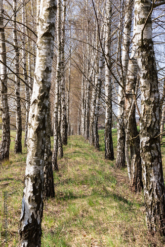 Fototapeta Naklejka Na Ścianę i Meble -  A row of birches on the edge of the field
