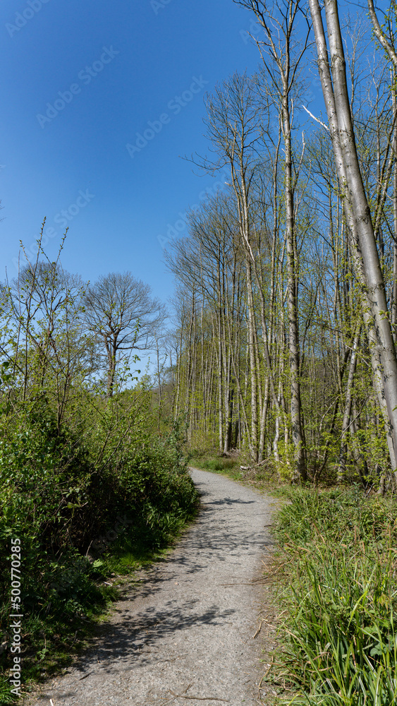 Obraz premium Spring in the woods