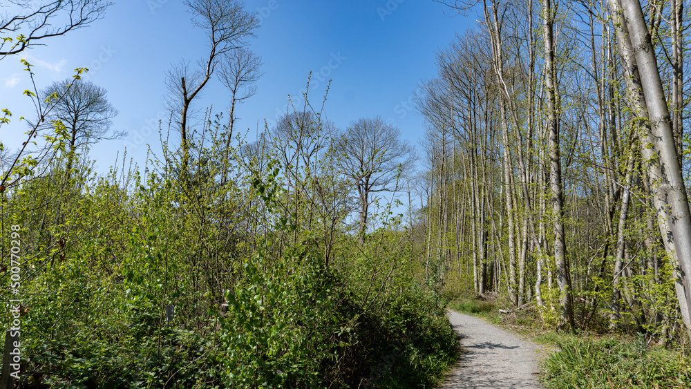 Fototapeta premium Spring in the woods