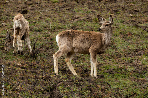 Fototapeta Naklejka Na Ścianę i Meble -  Mule deer eating food after a long winter