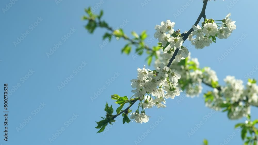 Background of cherry branch with flowers in spring bloom. White flowers of blooming Cherries tree in spring against blue sky on a Sunny day in nature outdoors. Sakura flower, copy space Background of cherry branch with flowers in spring bloom. White flowers of blooming Cherries tree in spring against blue sky on a Sunny day in nature outdoors. Sakura flower, copy space