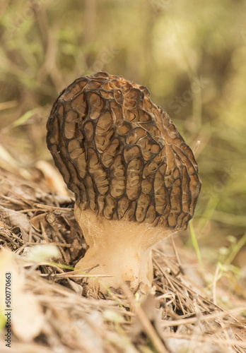 Morchella sp spring mushrooms with the appearance of honeycomb, dark brown or light brown, sheets forming cells and trabeculae