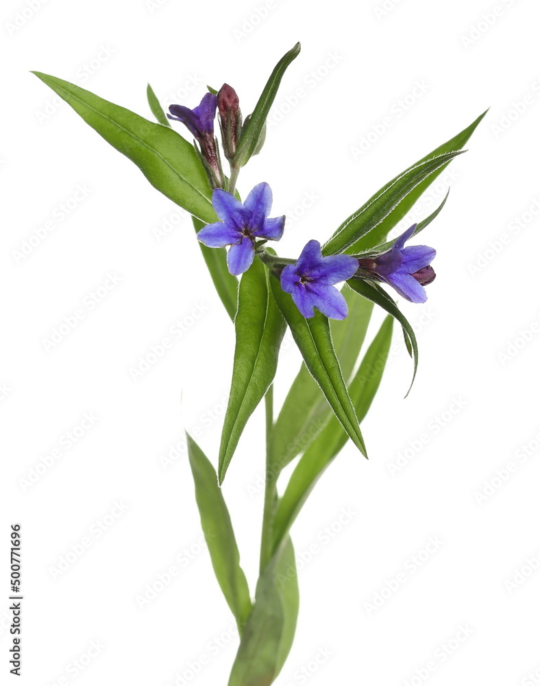 Naklejka premium spring blue forest flowers isolated on white 