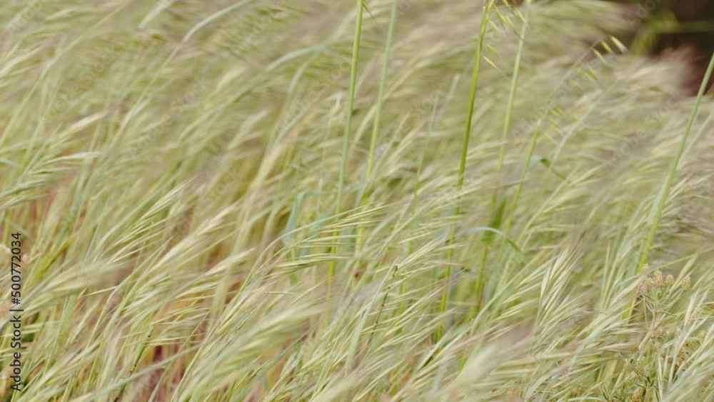Shrubs fluttering at wind. Close up Shrubs fluttering at wind. Close up