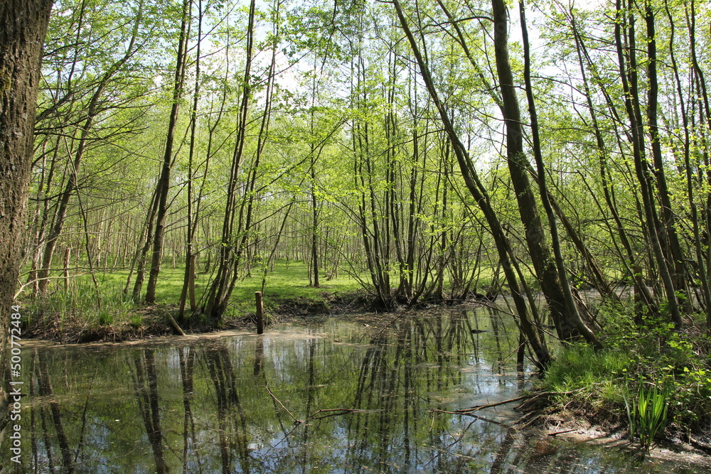 trees with fresh green leaves and beautiful reflection in the water in a swamp forest in springtime
