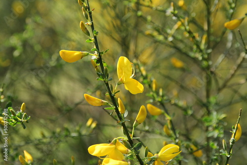 Wallpaper Mural a branch of yellow broom with beautiful flowers in a forest in spring closeup Torontodigital.ca