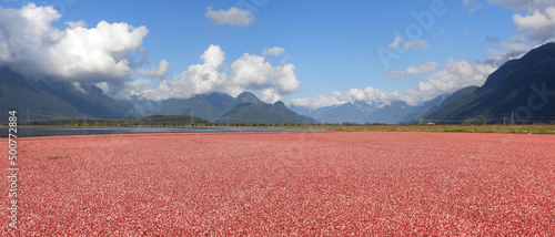 Cranberry harvest floating on the flooded field