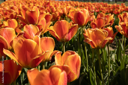 Flowers in a field of green grass and planting of tulips