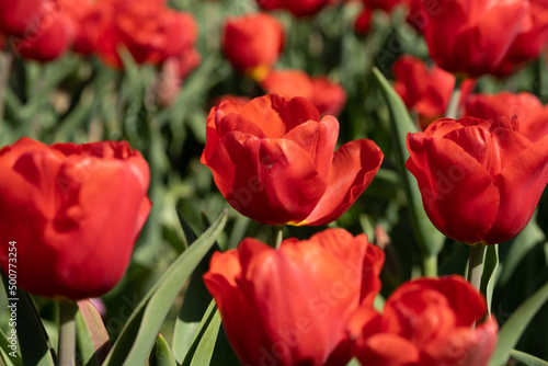 Planting red tulips in a field on a sunny day