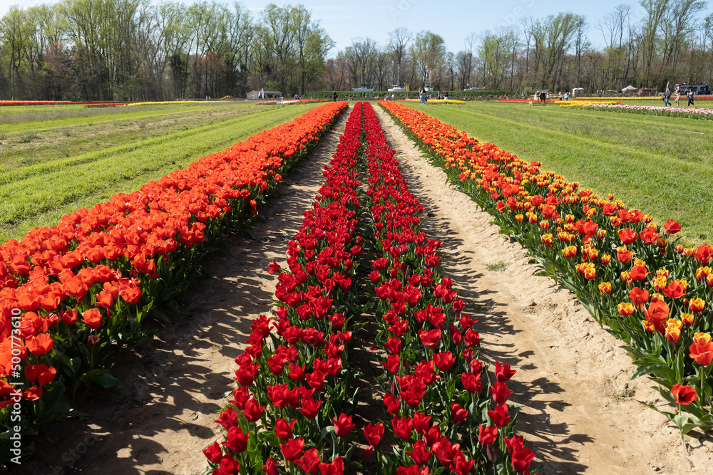 Planting red tulips in a field on a sunny day