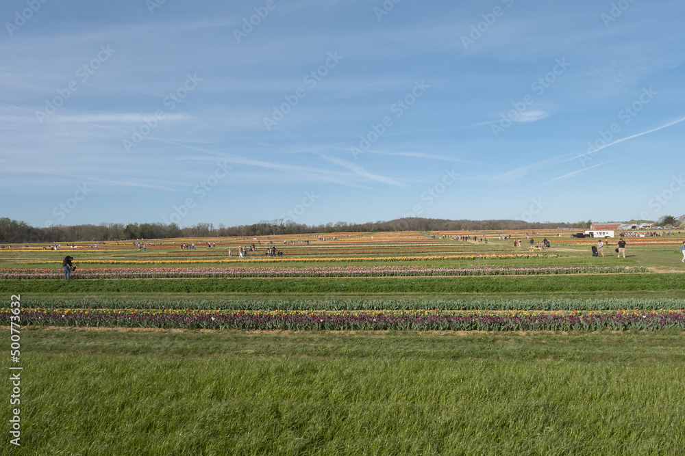 Obraz premium Planting tulips of various colors in a field on a sunny day